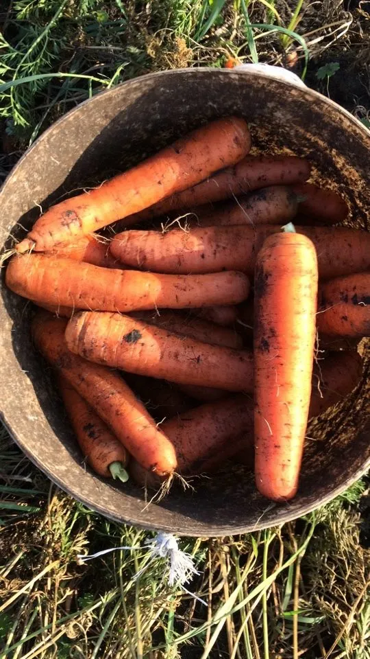 фотография продукта Морковь вкусная