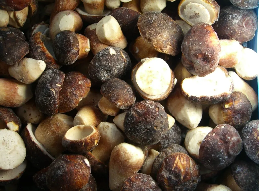 фотография продукта грибы