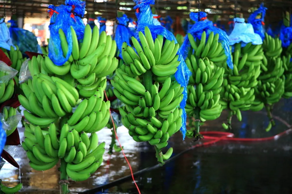 фотография продукта Бананы кавендиш