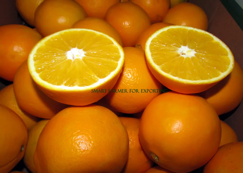 фотография продукта Апельсин Navel  из Египта