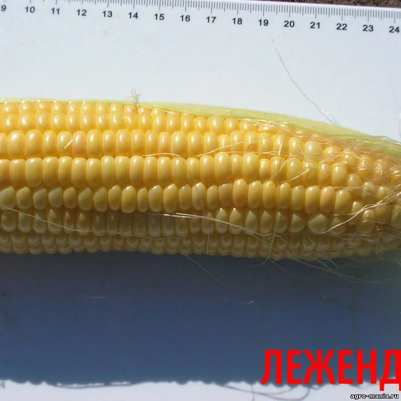 фотография продукта Кукуруза молодая в початках оптом
