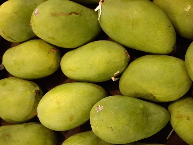 sell: Mangos (tropical fresh fruit). в Индонезии 2