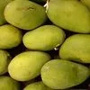 sell: Mangos (tropical fresh fruit). в Индонезии 2