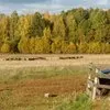 мини-ферму с пастбищем и жилым домом в Москве 7