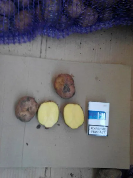 фотография продукта Капуста, лук, картофель, свекла, морковь