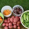 овощи оптом в Козьмодемьянске