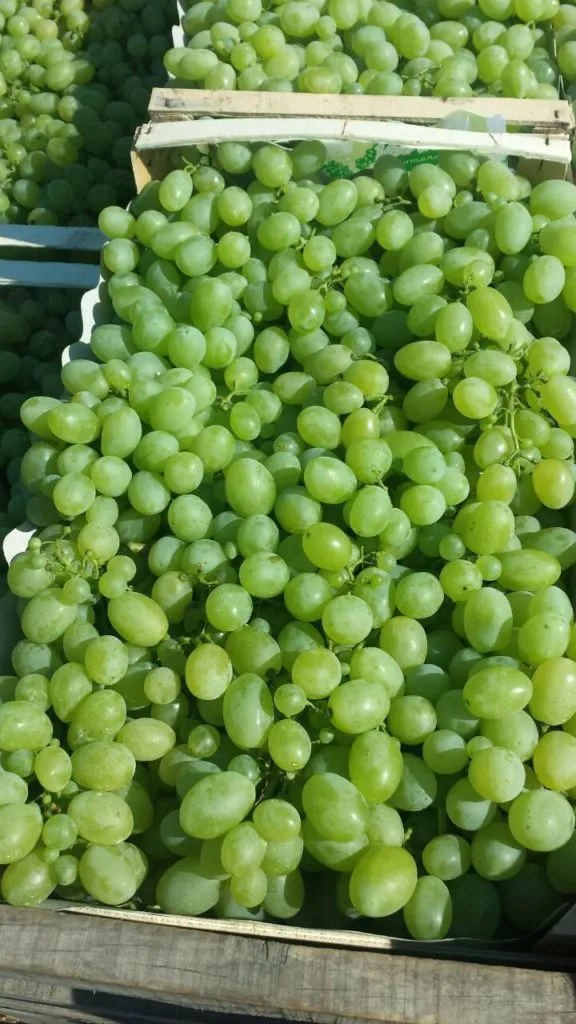 фотография продукта  виноград элитный импортный