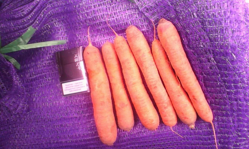 фотография продукта Морковь столовая, пр-ва рб