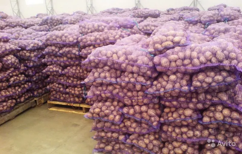 фотография продукта Картофель крупный (продовольственный) 