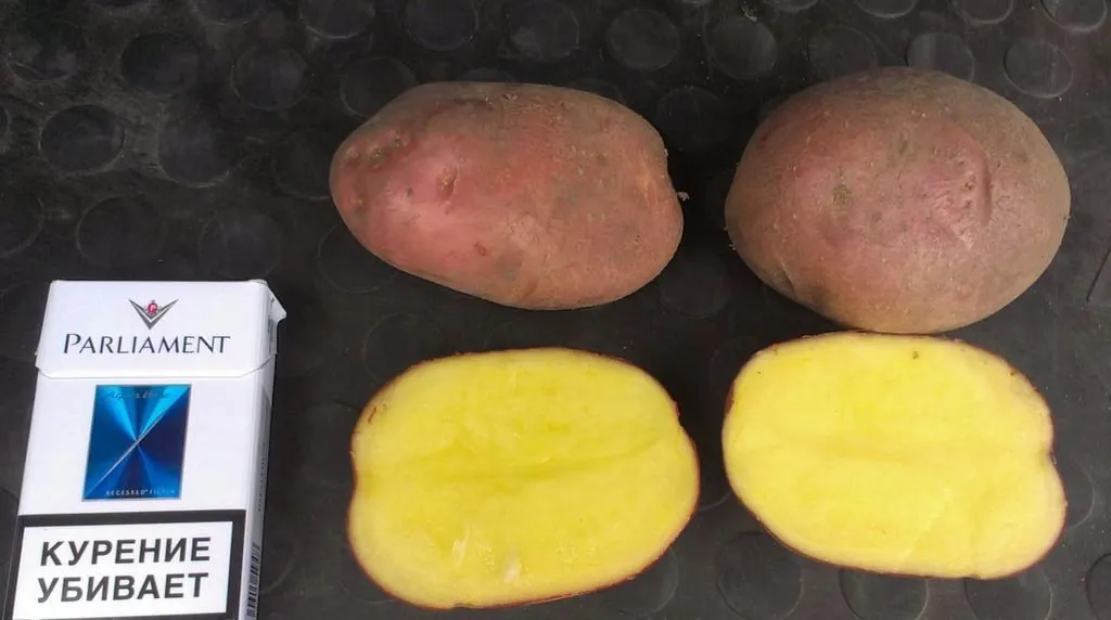 фотография продукта картофель оптом