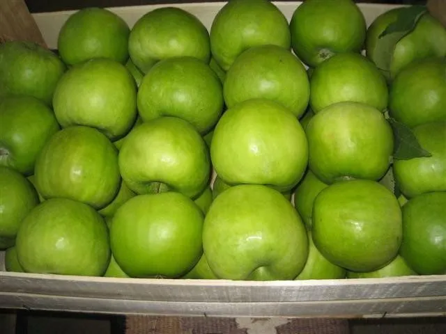 фотография продукта Сербские яблоки