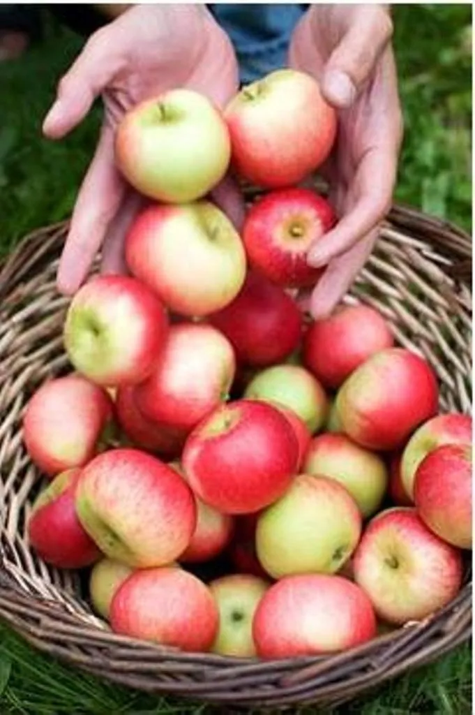 фотография продукта Сочные яблоки
