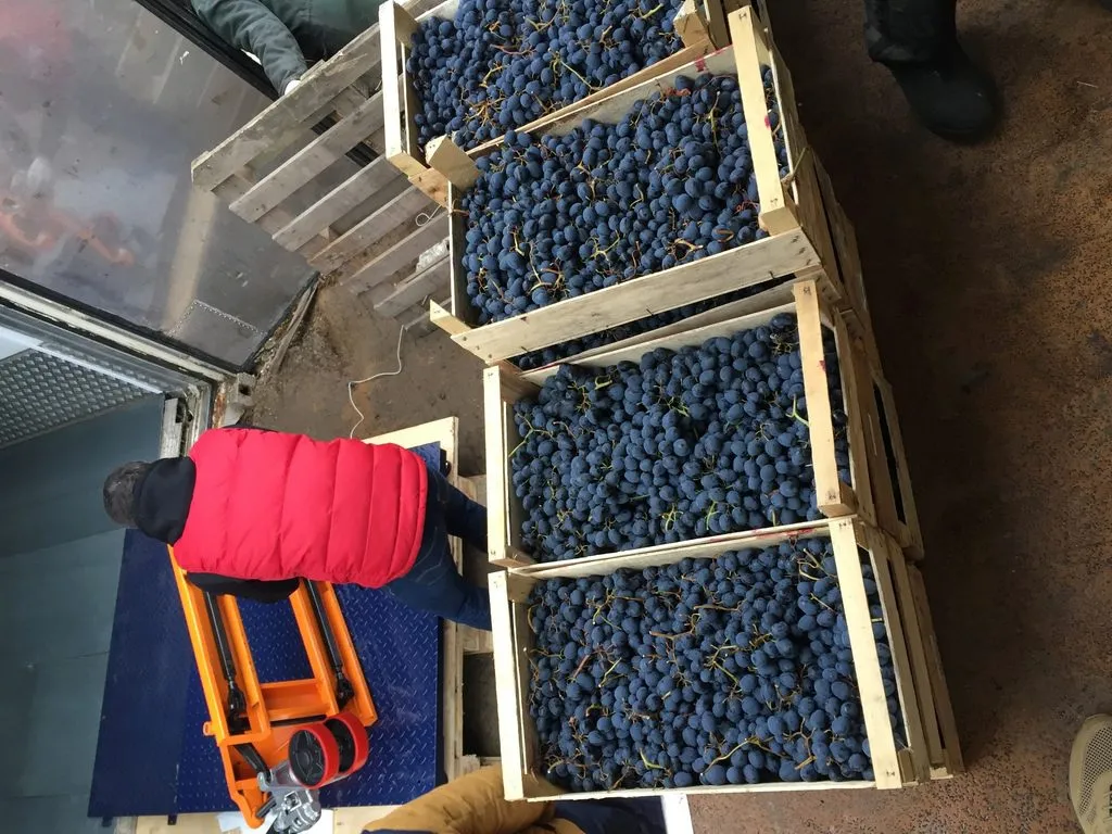 фотография продукта крымский виноград