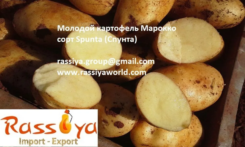картофель Молодой,  Марокко в Санкт-Петербурге 5