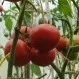 помидоры в Москве