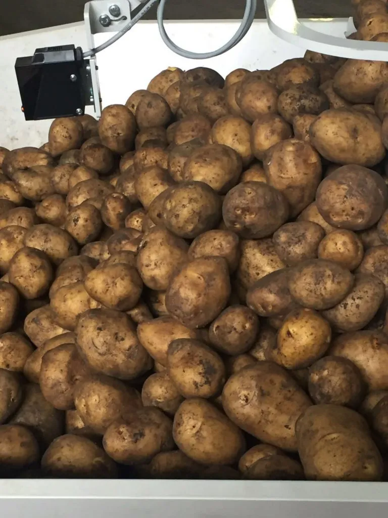 картофель Гала 5+ в Краснодаре