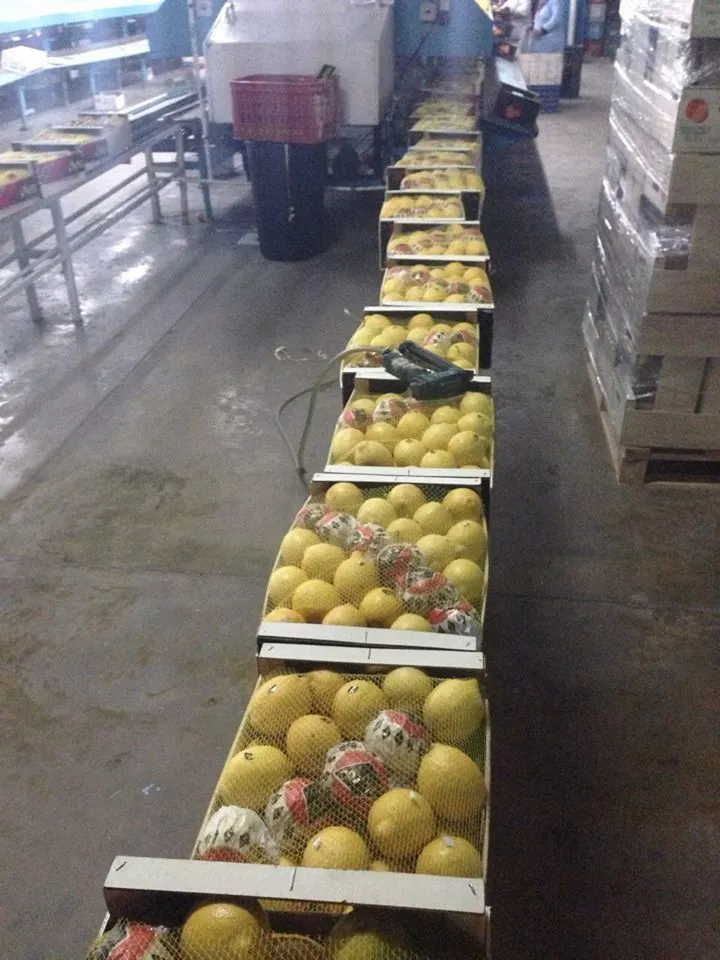 лимоны из марокко в Санкт-Петербурге 2
