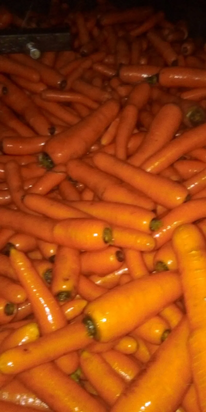 фотография продукта морковь на промышленную переработку