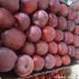 яблоки от производителя из РБ в Республике Беларусь