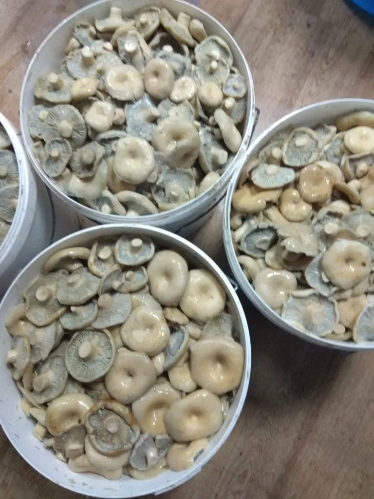 грибы грузди боровые солёно-отварные в Омске 3