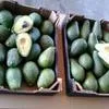 авокадо из Марокко в Санкт-Петербурге 2