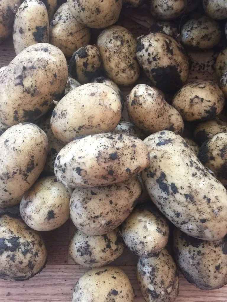 фотография продукта Купить картофель Гала оптом в Кемерово 