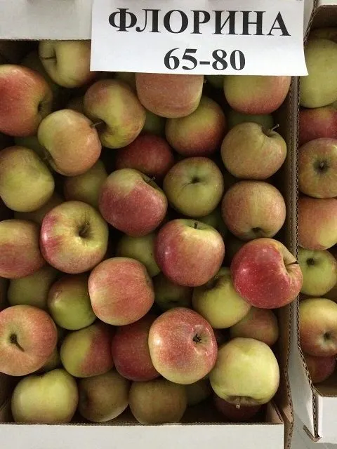 фотография продукта Оптом яблоки в ассортименте