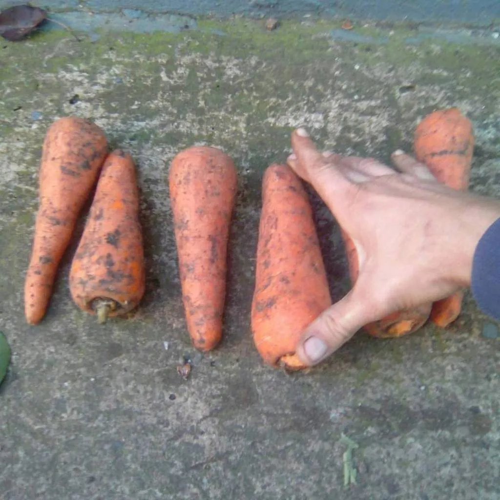 фотография продукта Морковь кардоба