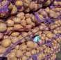картофель оптом.урожай 2023 года.экспорт в Стародубе