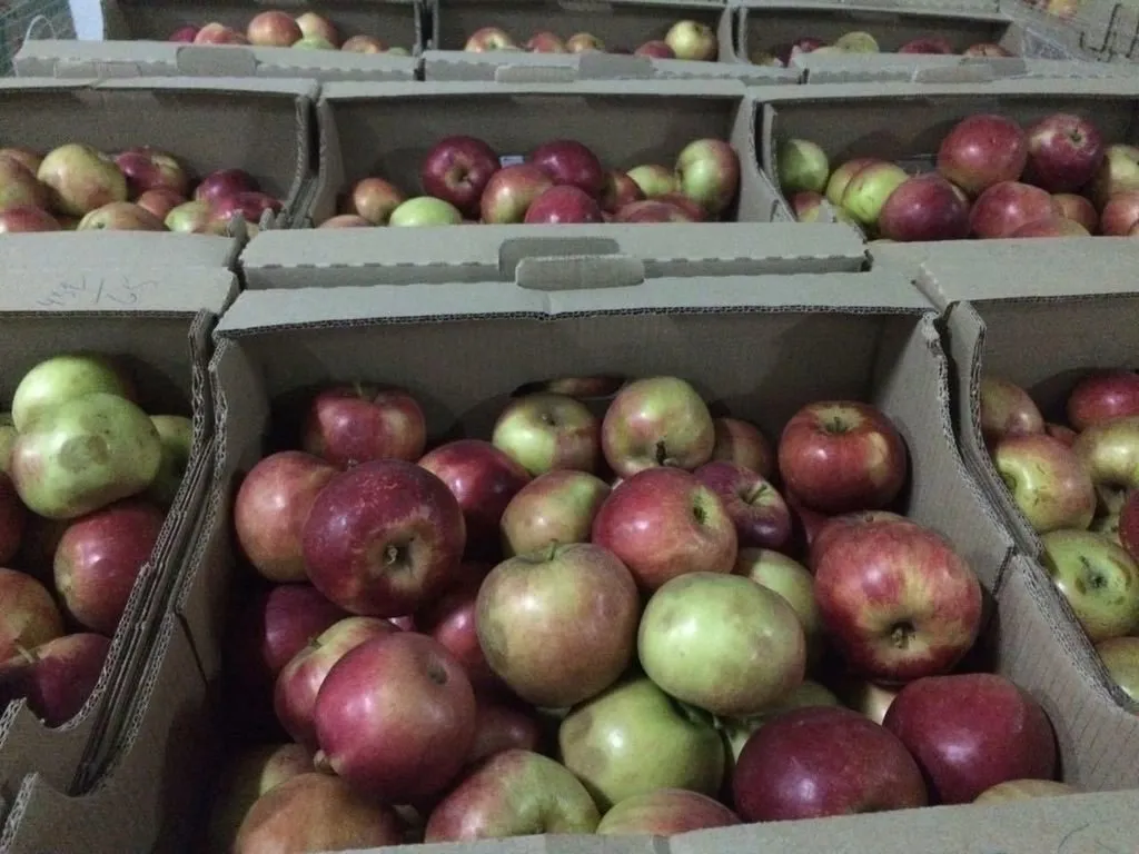 фотография продукта яблоки оптом от производителя. 7 сортов
