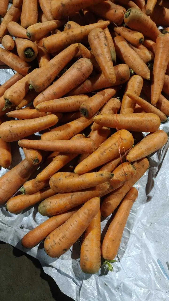 фотография продукта Морковь Абако 20 руб.  
