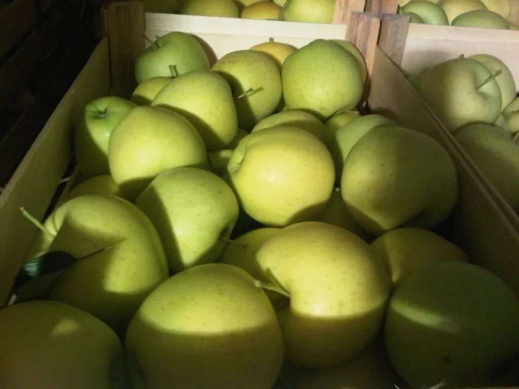 фотография продукта Яблоки оптом продаем 2018 года урожая