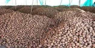 картофель 2023 свежие из египта  в Египте 6
