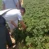картофель 2023 свежие из египта  в Египте 2