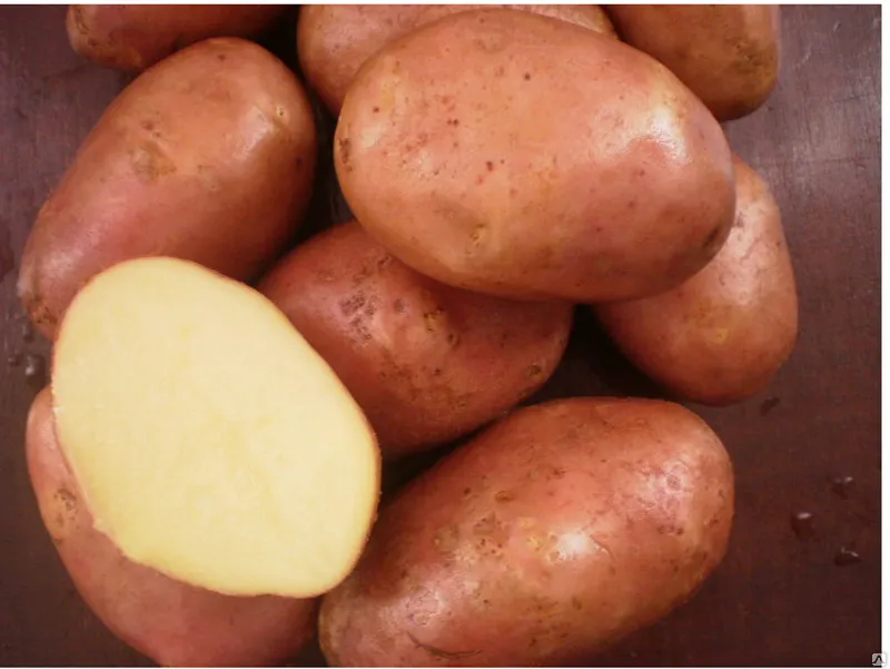 фотография продукта Купим картофель от 4+см!!! 