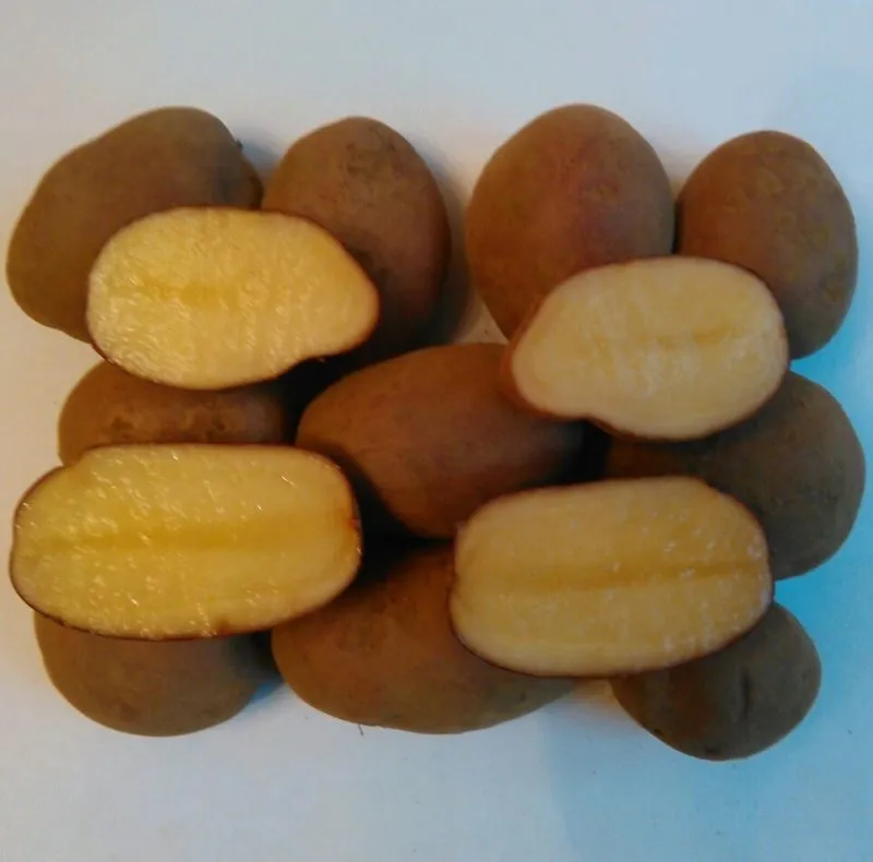 фотография продукта Картофель семеннойЭволюшнМаниту,Импала  