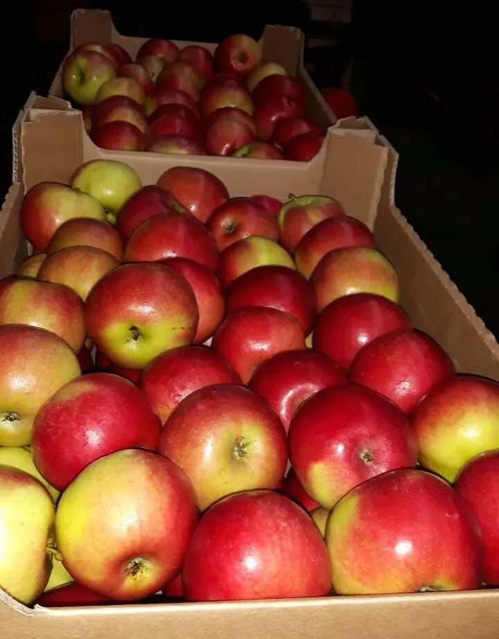 фотография продукта Экспорт яблок
