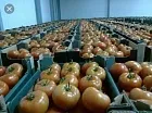 помидоры в Казани