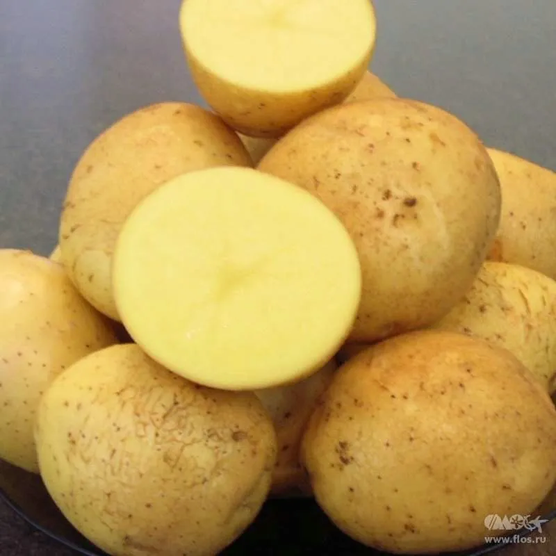 Фотография продукта  Картофель продовольственный от фермера