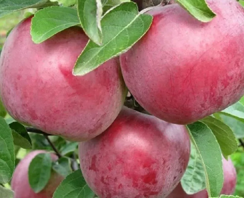 фотография продукта Саженцы яблони оптом.