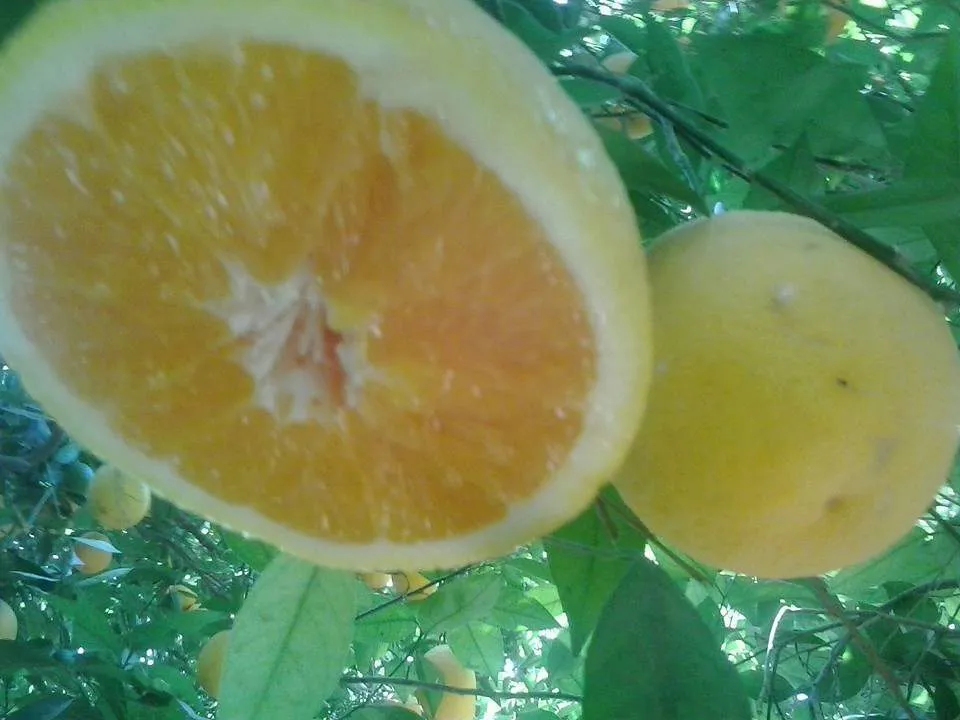 апельсины из Марокко в Санкт-Петербурге 2