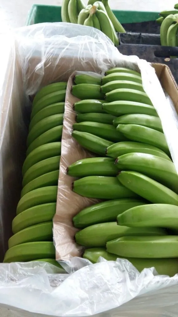 прямые поставки бананов с Эквадора в Аргентине 5