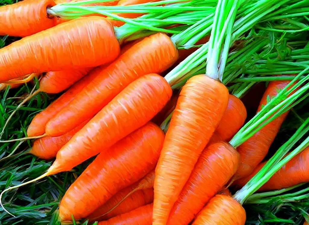 фотография продукта Морковь  оптом