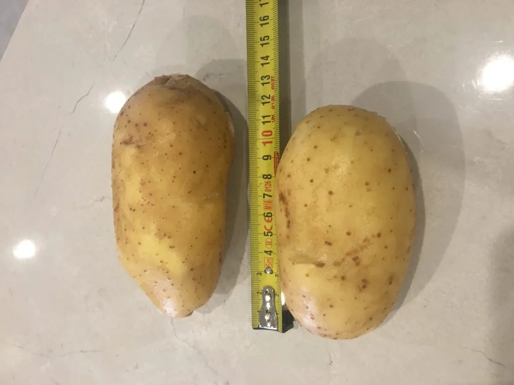 фотография продукта картофель продовольственный сорт Крона
