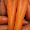 морковь из ُُЕгипта в Бийске 4