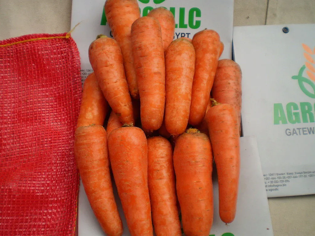 морковь из ُُЕгипта в Бийске 2