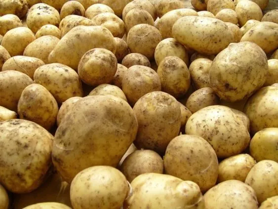 фотография продукта картофель сорт Гала