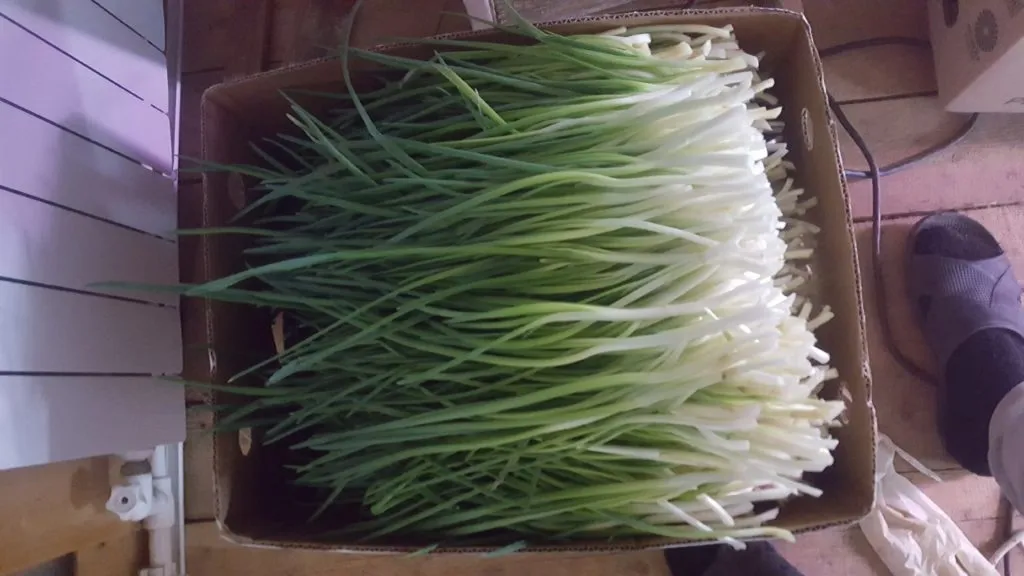 фотография продукта Продам зеленый лук 80 кг