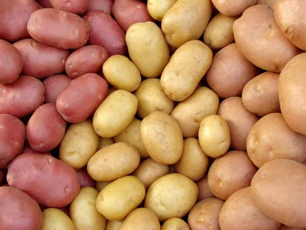 фотография продукта Картофель семенной (современные сорта)
