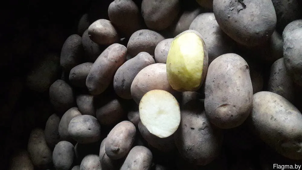 картофель продовольственный в Республике Беларусь